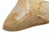 Fossil Megalodon Tooth - Killer Indonesian Meg #219305-4
